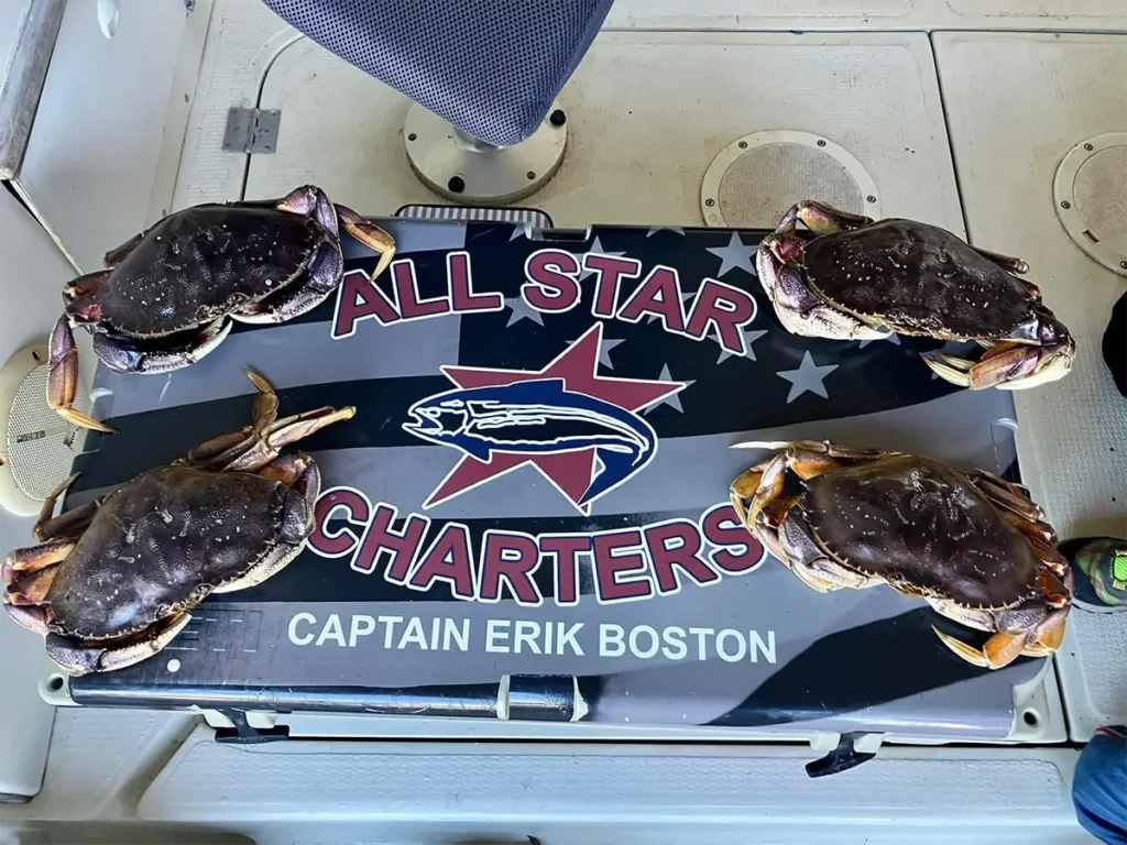 Four Dungeness crabs arranged on the All Star Charters cooler lid aboard the boat.