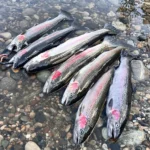 A full stringer of bright Idaho steelhead laid on river rocks in shallow water