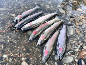 A full stringer of bright Idaho steelhead laid on river rocks in shallow water