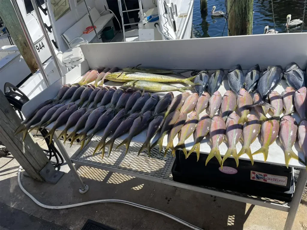Mixed catch of yellowtail snapper, mahi-mahi, and blackfin tuna arranged on a dock table
