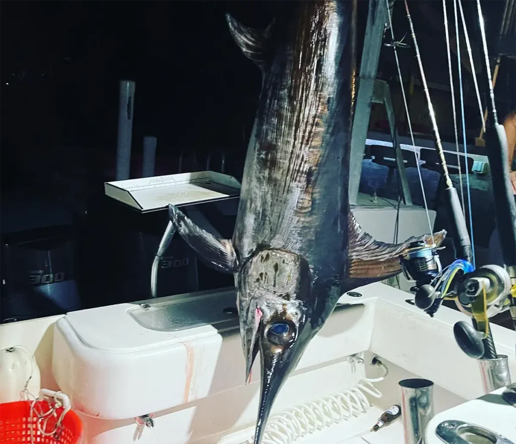 A swordfish hanging vertically on a boat at night