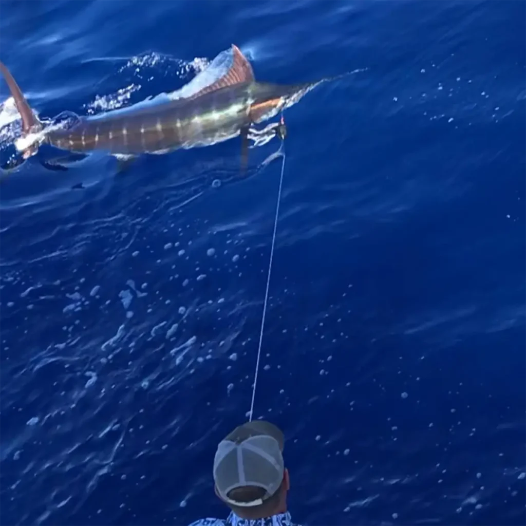 An angler holding a leader line with a marlin swimming at the surface beside the boat