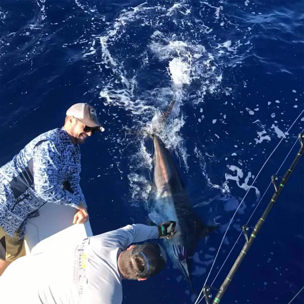 Two anglers at the side of a boat handling a marlin in the water off Kona