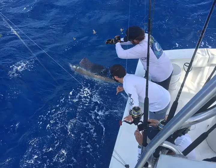 Anglers on a boat leaning over the side while a sailfish swims beside the hull in blue water off Miami