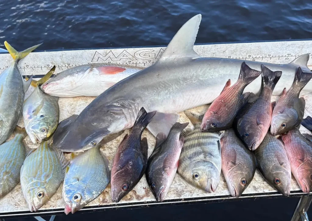 mixed catch of fish and a shark displayed on a cleaning table in New Smyrna
