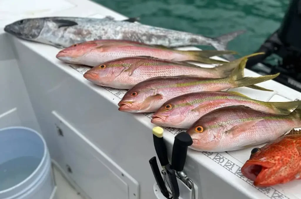 Fresh snapper and a coastal mackerel laid out on the boat during a Salty Rod Fishing trip in Aguadilla Puerto Rico