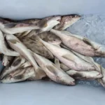 Speckled trout inshore fishing St. Simons Island Georgia – Island Lure Charters with Captain Jeremy Petro.