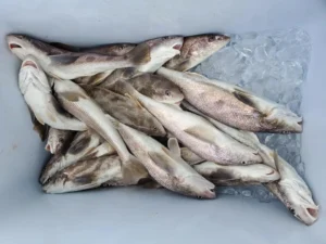 Speckled trout inshore fishing St. Simons Island Georgia – Island Lure Charters with Captain Jeremy Petro.