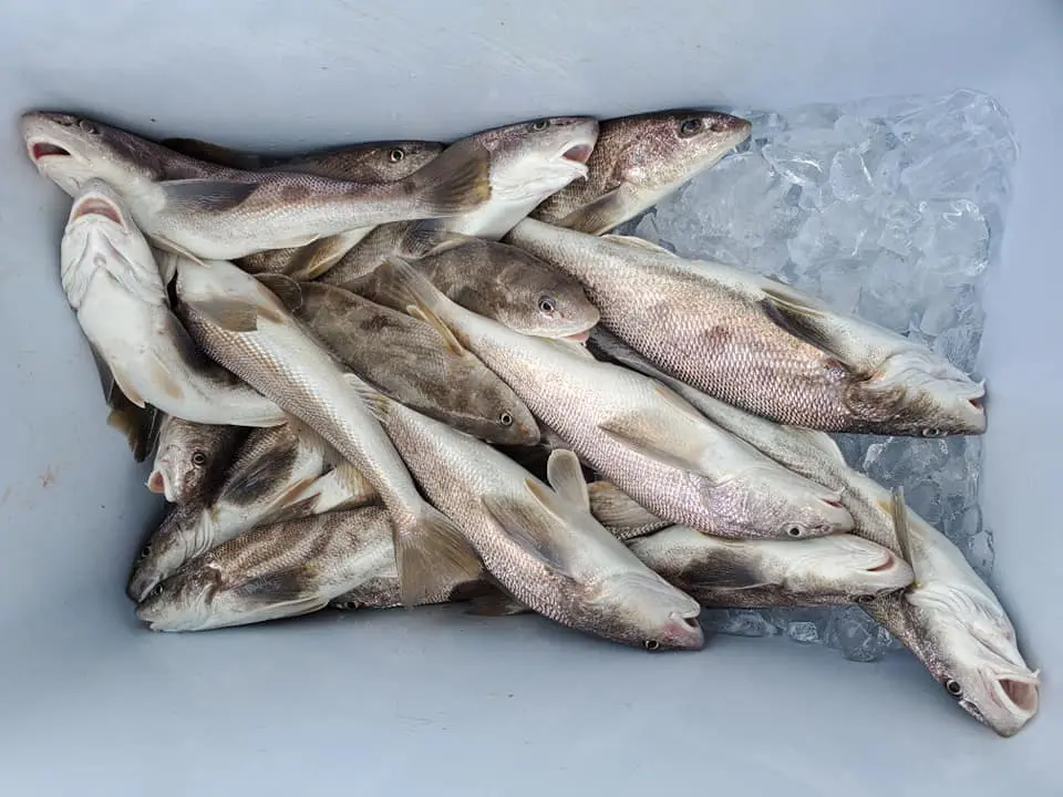 Speckled trout inshore fishing St. Simons Island Georgia – Island Lure Charters with Captain Jeremy Petro.