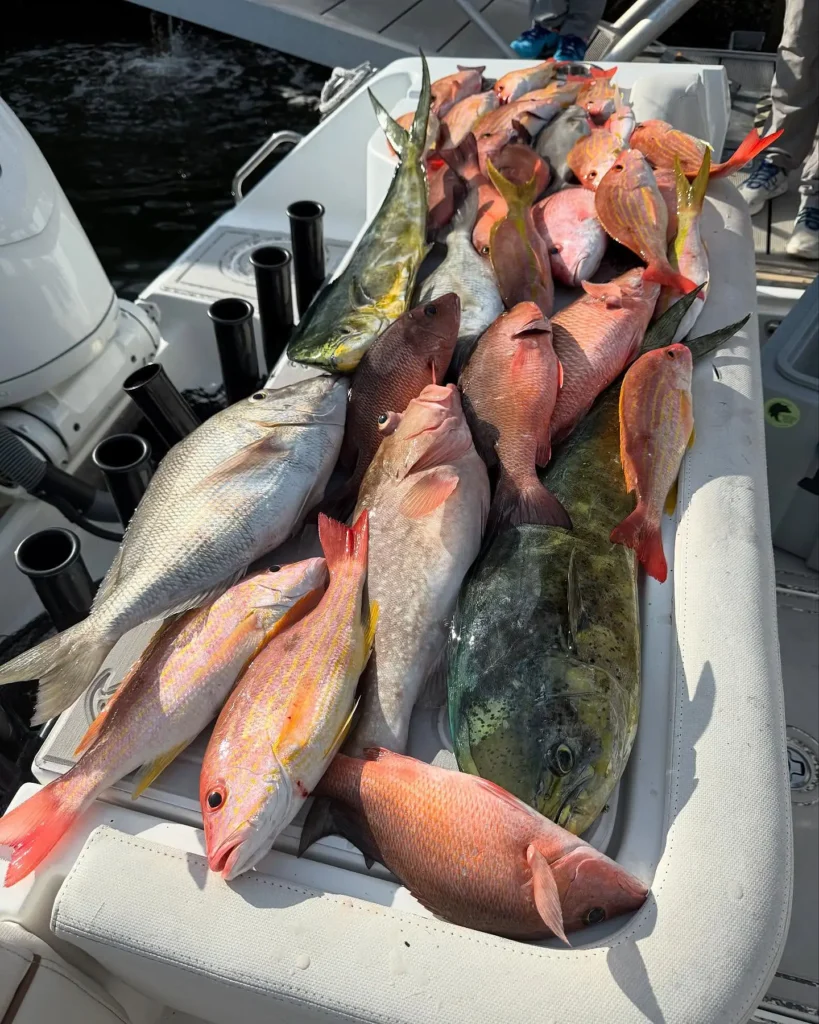 assorted fish laid out on a boat deck in Tampa Bay